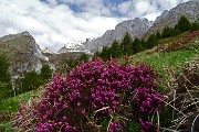 18 Estese fioriture di erica